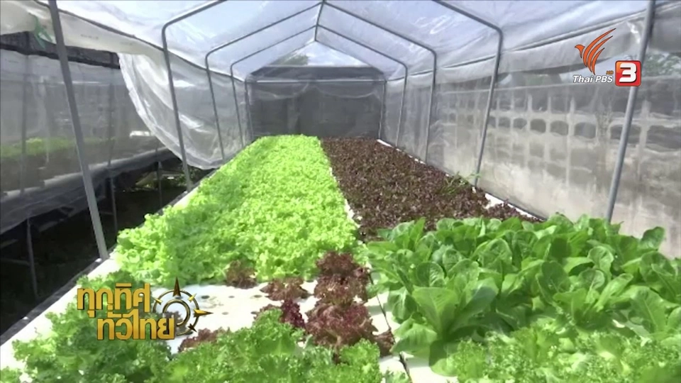 อาชีพทั่วไทย : ปลูกผักไฮโดรโปนิกส์
