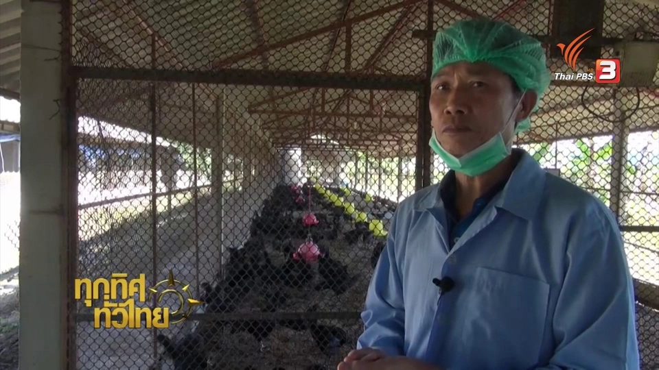 อาชีพทั่วไทย : การเลี้ยงไก่ประดู่หางดำ