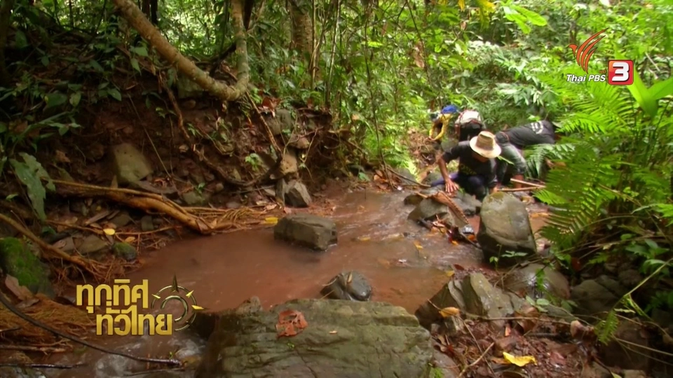 วิถีทั่วไทย : หลามปูผาใส่ปลีกล้วยหก