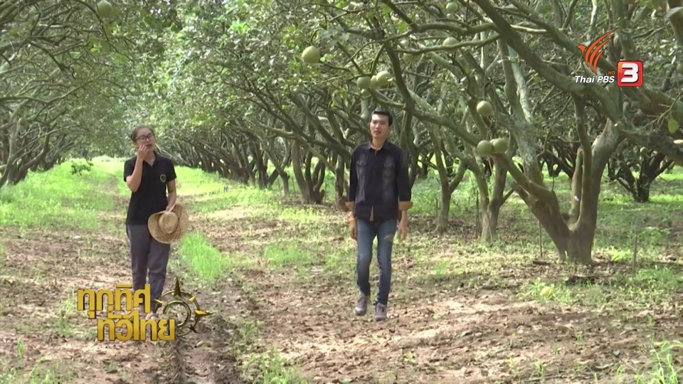 อาชีพทั่วไทย : การปลูกส้มโอพันธุ์ขาวแตงกวา