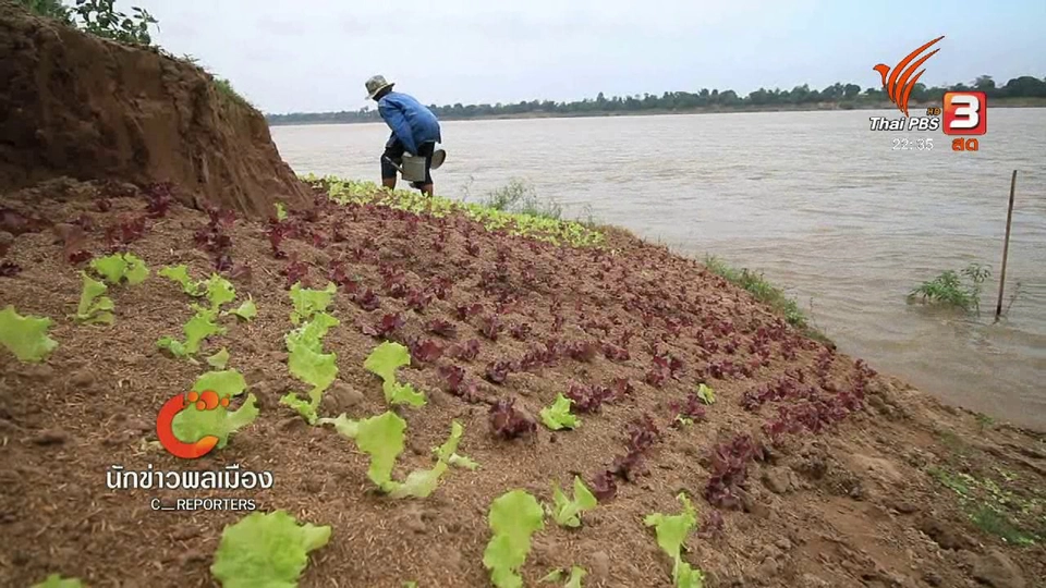 นักข่าวพลเมือง : ความกังวลใจเกษตรริมโขง อ.เขมราฐ จ.อุบลราชธานี