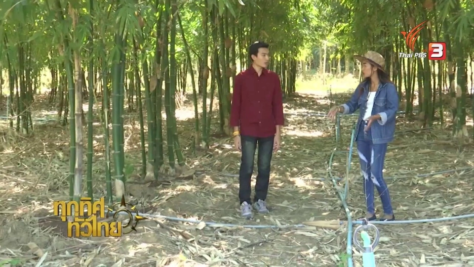 อาชีพทั่วไทย : การปลูกไผ่กิมซุง