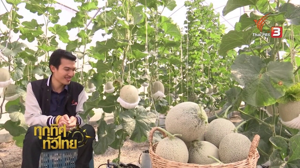 เกษตรกรรุ่นใหม่อุตรดิตถ์เน้นปลูกเมล่อนแบบกินเอง