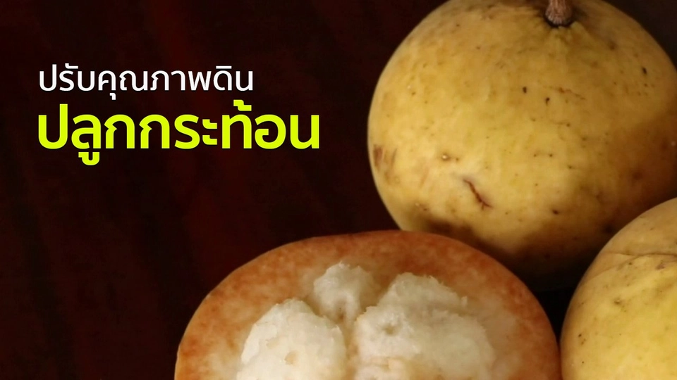 อาชีพทั่วไทย : เกษตรกรราชบุรีปรับคุณภาพดินปลูกกระท้อน