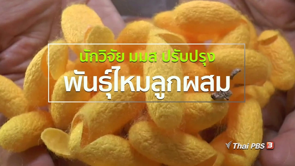 ชุมชนทั่วไทย : นักวิจัย มมส ปรับปรุงพันธุ์ไหมลูกผสม