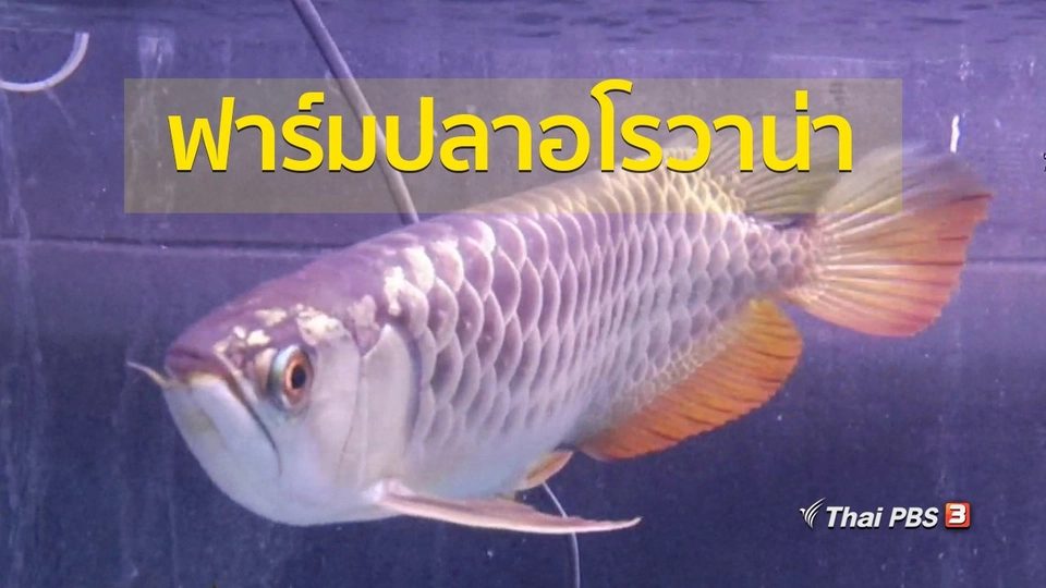 อาชีพทั่วไทย : ชมฟาร์มเพาะเลี้ยงปลาอโรวาน่า