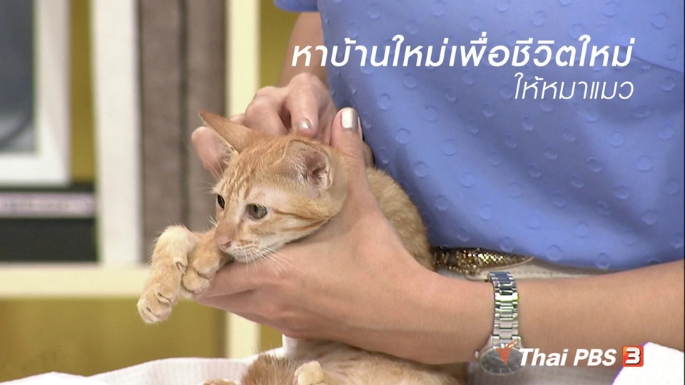 นารีสนทนา : หาบ้านใหม่เพื่อชีวิตใหม่ให้หมาแมว