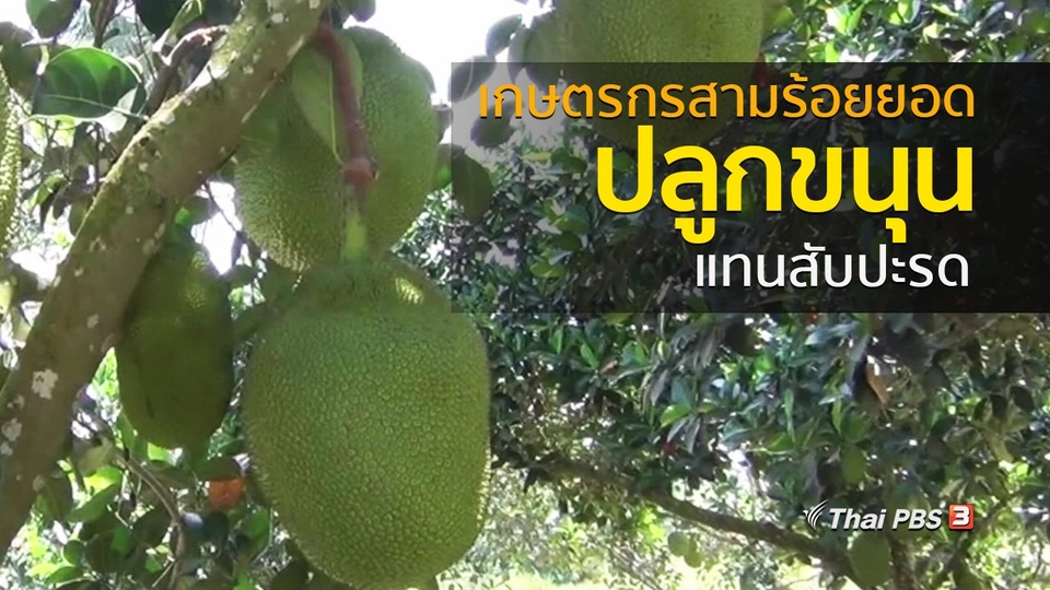 ชุมชนทั่วไทย : เกษตรกรสามร้อยยอดปลูกขนุนแทนสับปะรด