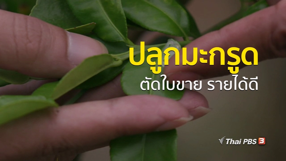 อาชีพทั่วไทย : เกษตรกรกาญจนบุรีปลูกมะกรูดตัดใบขายสร้างรายได้ดี