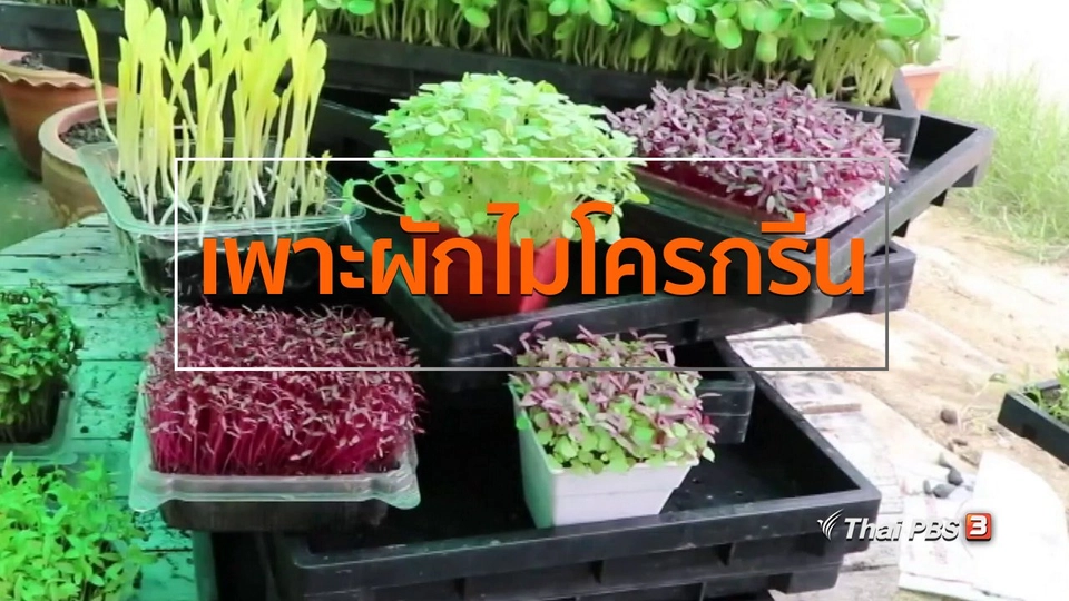 อาชีพทั่วไทย : สาวบ้านโป่งเพาะผักไมโครกรีนขาย