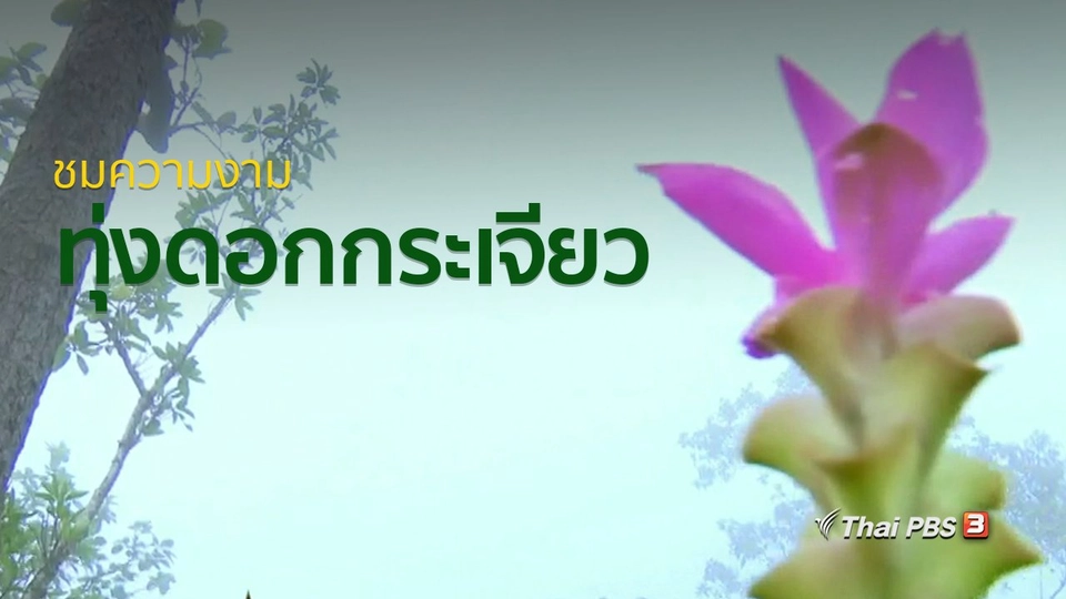 วิถีทั่วไทย : ชมความงามทุ่งดอกกระเจียว