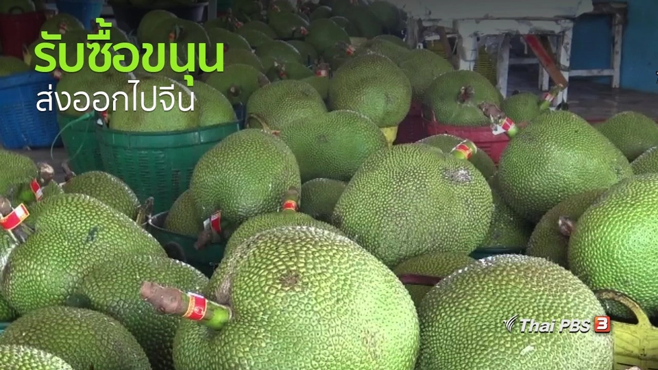 อาชีพทั่วไทย : อดีตพนักงานลูกจ้างผันตัวเองเป็นผู้ส่งออกขนุน