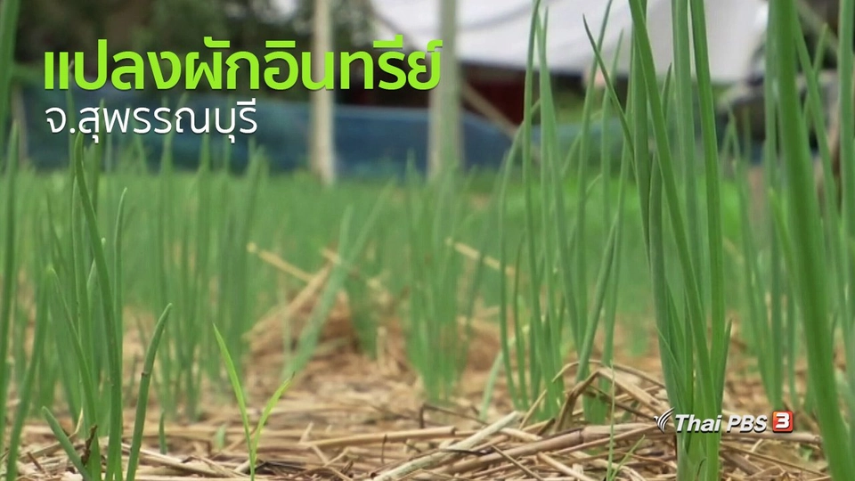 ชุมชนทั่วไทย : ชมแปลงผักอินทรีย์ จ.สุพรรณบุรี