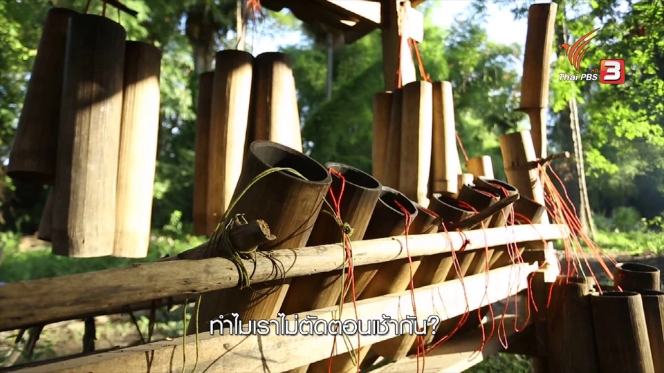 เรียนรู้วิถีไทย : ตาลโตนด