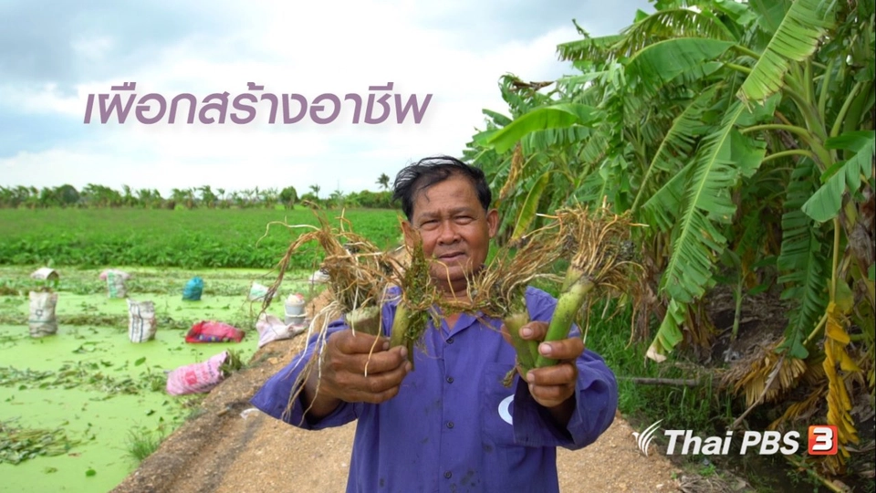 สูงวัยใจเกินร้อย : เผือกสร้างอาชีพ