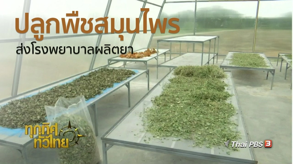 ชุมชนทั่วไทย : ปลูกพืชสมุนไพรส่งโรงพยาบาลอู่ทองผลิตยา