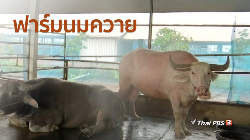 อาชีพทั่วไทย : ฟาร์มนมควาย