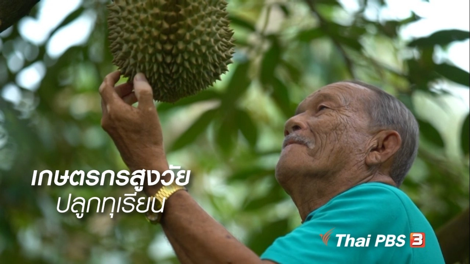 สูงวัยไทยแลนด์ : เกษตรกรสูงวัยปลูกทุเรียน