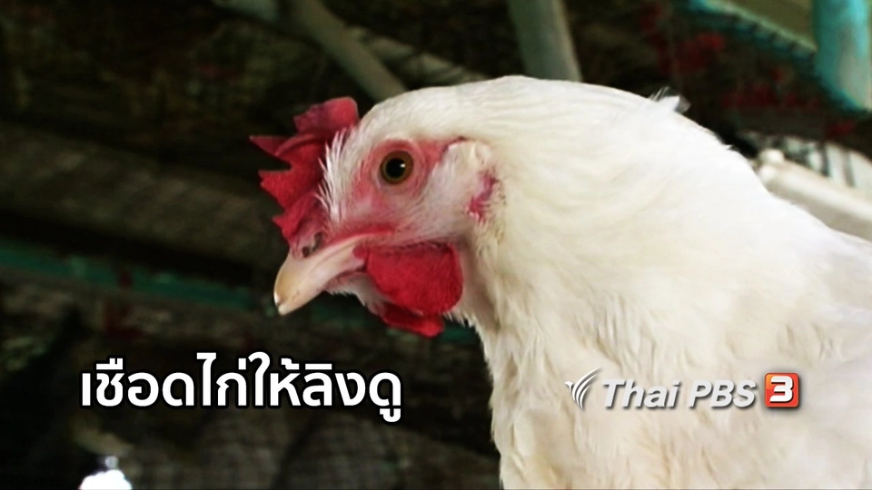 เพียงคำเดียว : การลงโทษในสำนวน "เชือดไก่ให้ลิงดู"