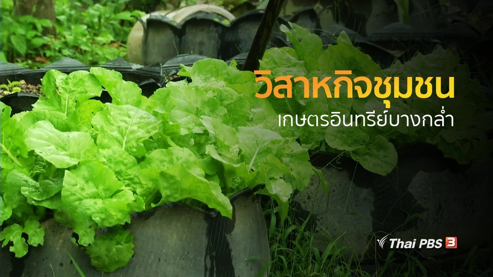 ชุมชนทั่วไทย :  วิสาหกิจชุมชนเกษตรอินทรีย์บางกล่ำ