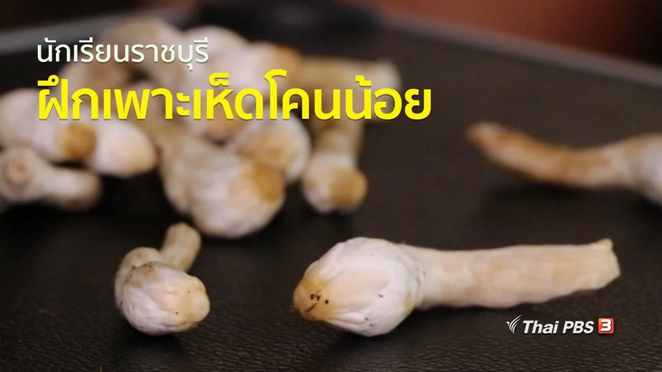 ชุมชนทั่วไทย : นักเรียนราชบุรีฝึกเพาะเห็ดโคนน้อย