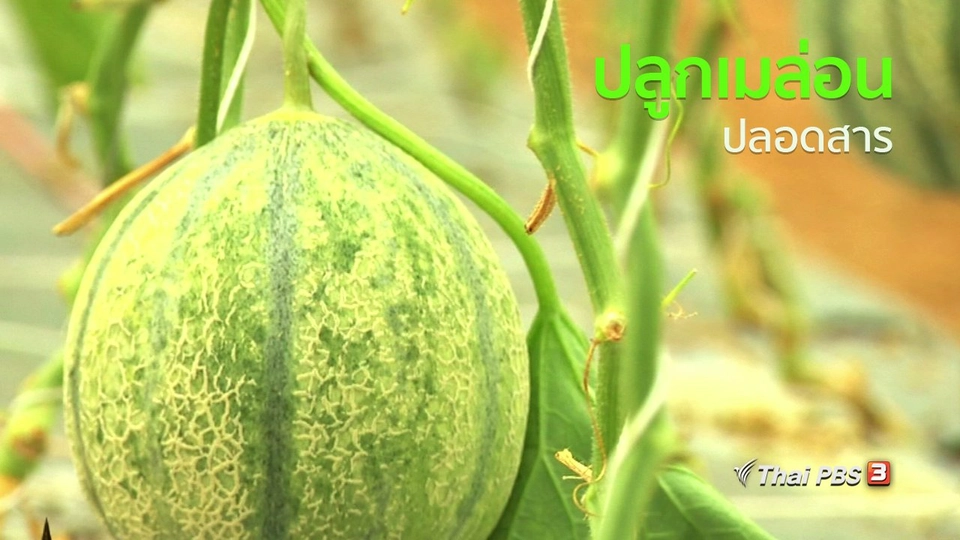 อาชีพทั่วไทย : ปลูกเมล่อนปลอดสาร