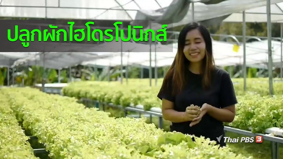 อาชีพทั่วไทย : ครูสาวปลูกผักไฮโดรโปนิกส์ขาย