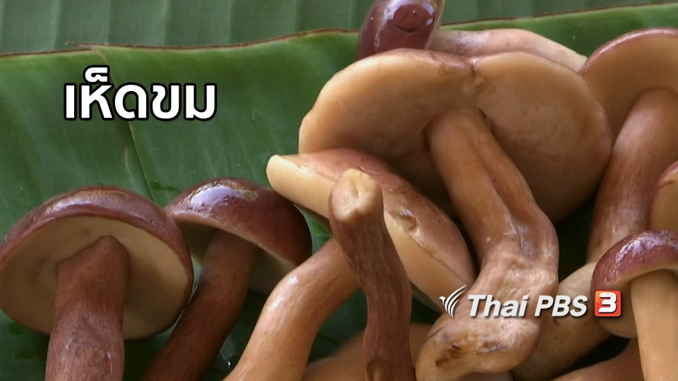 ตะลุยทั่วไทย : เห็ดขม