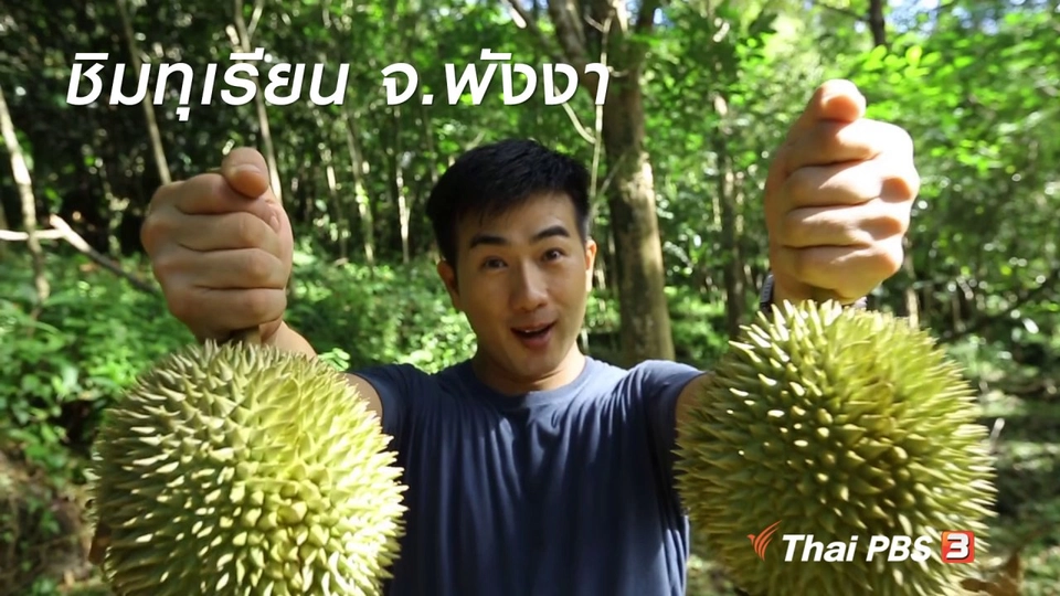 เรียนรู้วิถีไทย : ชิมทุเรียน จ.พังงา