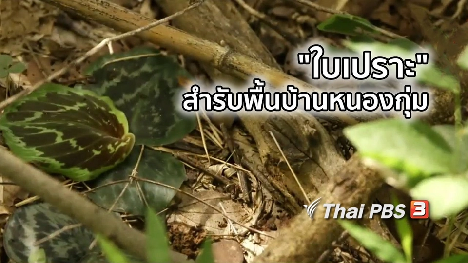 อิ่มมนต์รส : "ใบเปราะ" สำรับพื้นบ้านหนองกุ่ม