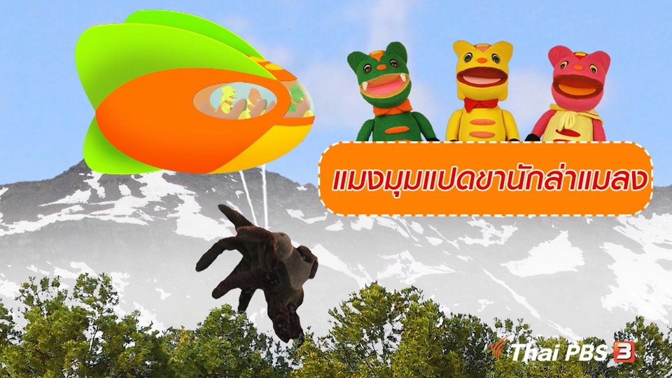 เกร็ดน่ารู้กับตาต้าตีตี้โตโต้ : แมงมุมแปดขานักล่าแมลง