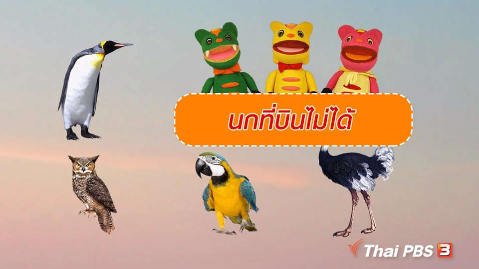เกร็ดน่ารู้กับตาต้าตีตี้โตโต้ : นกที่บินไม่ได้