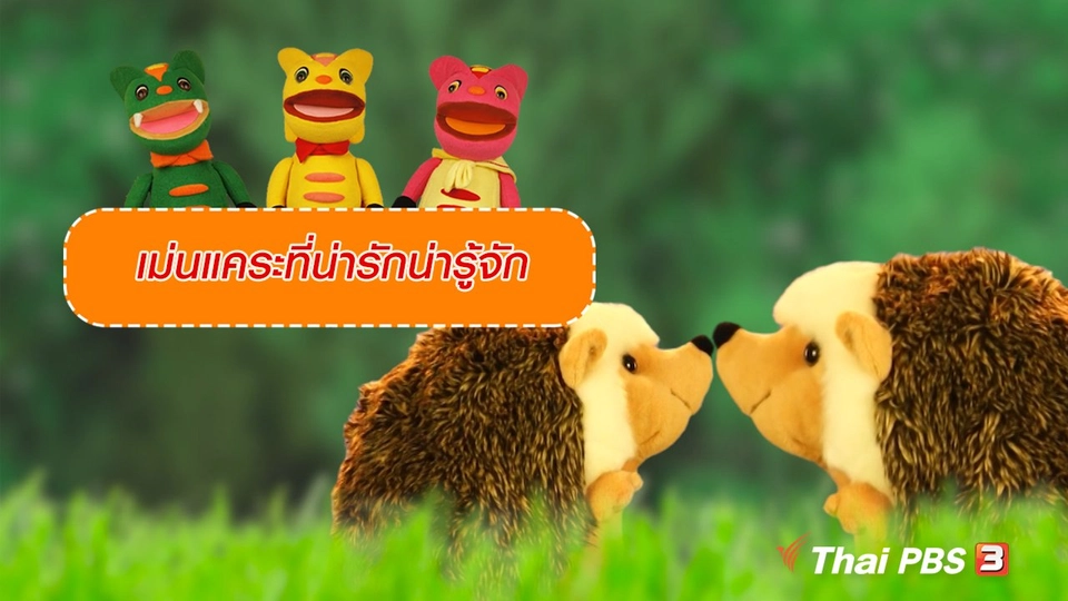 เกร็ดน่ารู้กับตาต้าตีตี้โตโต้ : เม่นแคระที่น่ารักน่ารู้จัก