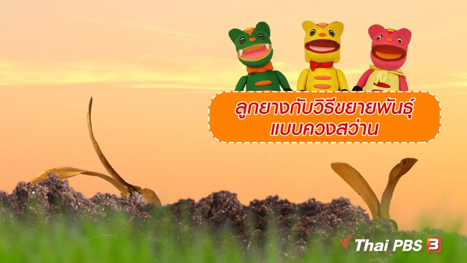 เกร็ดน่ารู้กับตาต้าตีตี้โตโต้ : ลูกยางกับวิธีขยายพันธุ์แบบควงสว่าน