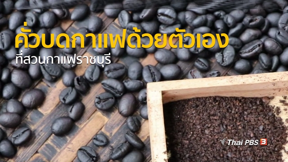 อาชีพทั่วไทย : คั่วบดกาแฟที่สวนกาแฟราชบุรี