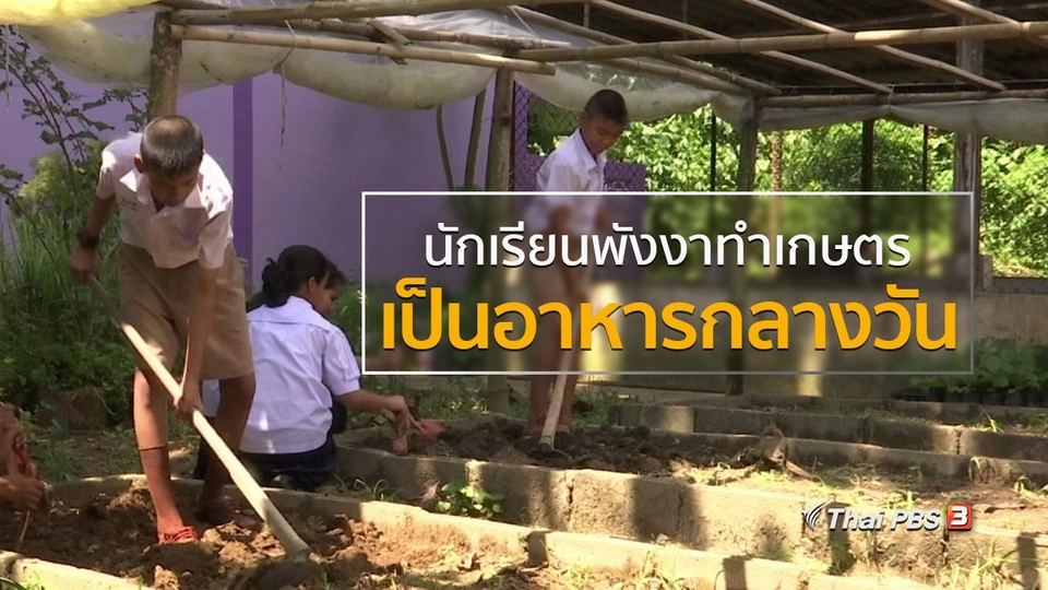 วิถีทั่วไทย : นักเรียนพังงาทำเกษตรเป็นอาหารกลางวัน