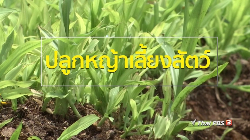 ชุมชนทั่วไทย : ปลูกหญ้าเลี้ยงสัตว์รายได้ดี