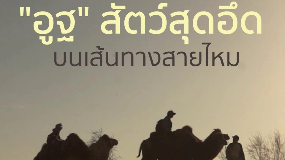 "อูฐ" สัตว์สุดอึด บนเส้นทางสายไหม