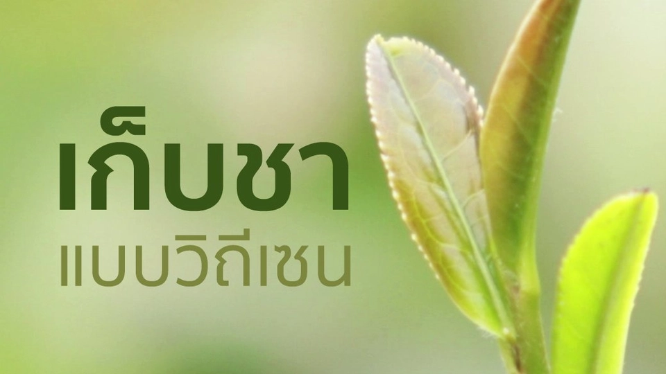 เก็บชาแบบวิถีเซน