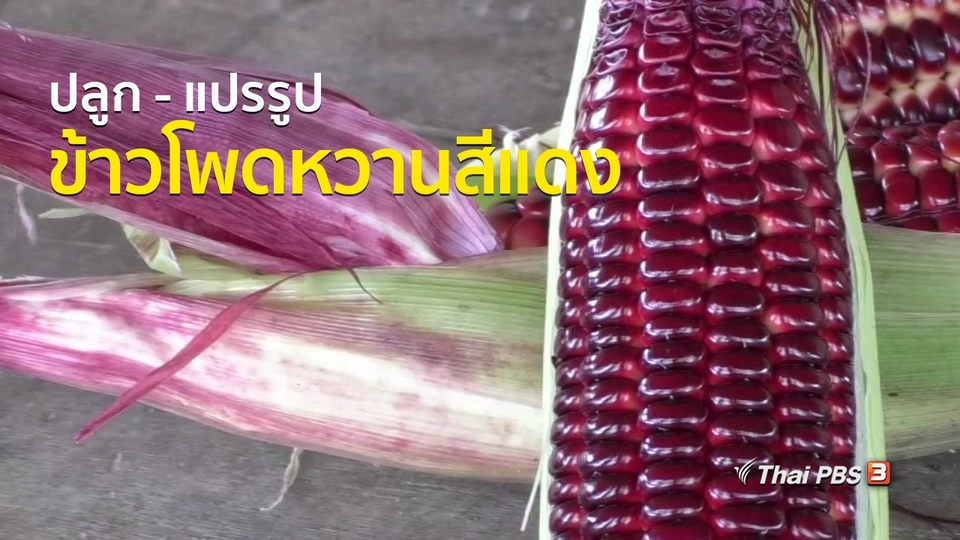 อาชีพทั่วไทย : ปลูก - แปรรูปข้าวโพดหวานสีแดง