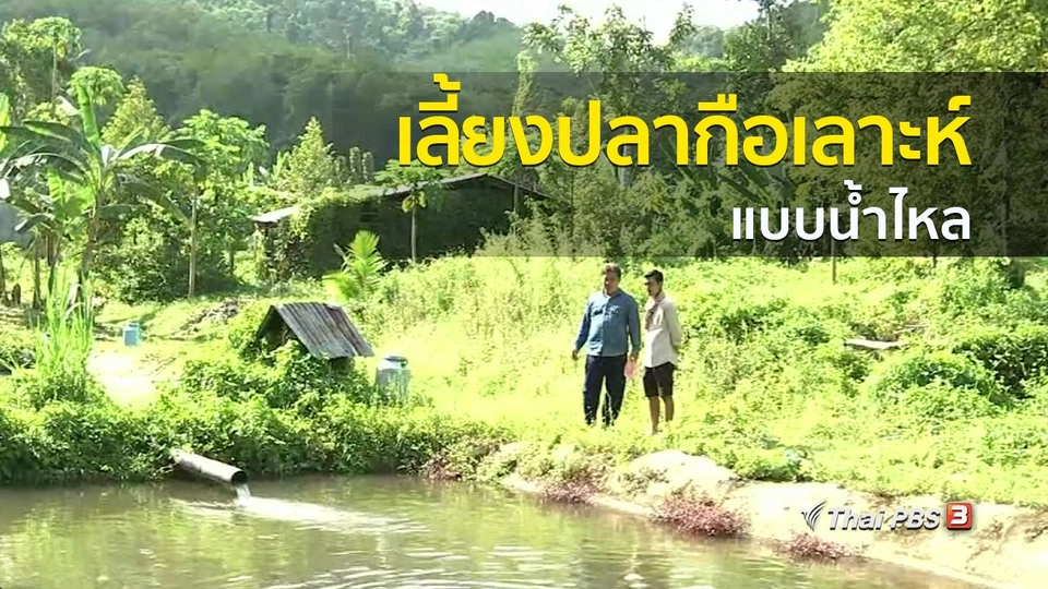 วิถีทั่วไทย : เลี้ยงปลากือเลาะห์แบบน้ำไหล