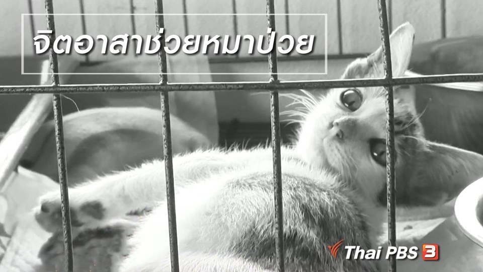 ผู้หญิงผู้สร้าง : จิตอาสาช่วยหมาป่วย