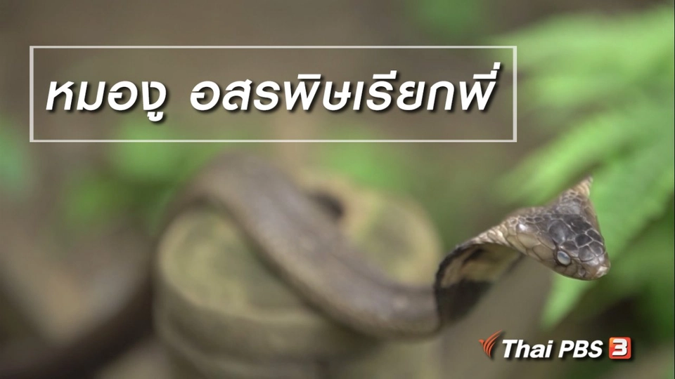 สูงวัยไทยแลนด์ : หมองู อสรพิษเรียกพี่