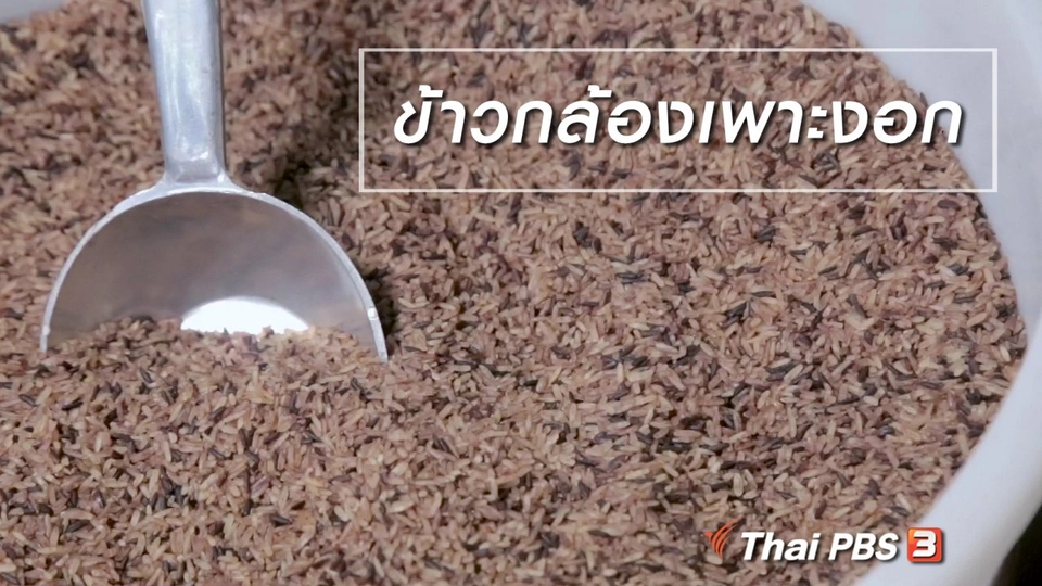 ผู้หญิงผู้สร้าง : ข้าวกล้องเพาะงอก