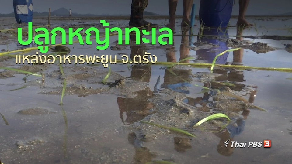 ชุมชนทั่วไทย : ปลูกหญ้าทะเล แหล่งอาหารพะยูน จ.ตรัง