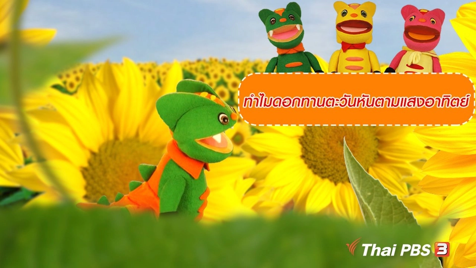 เกร็ดน่ารู้กับตาต้าตีตี้โตโต้ ทำไมดอกทานตะวันหันตามแสงอาทิตย์