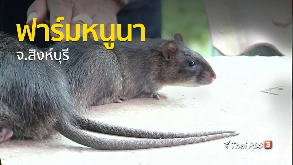 อาชีพทั่วไทย : ฟาร์มหนูนา จ.สิงห์บุรี