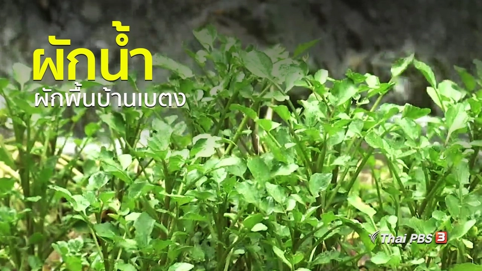 วิถีทั่วไทย : ผักน้ำ ผักพื้นบ้านเบตง