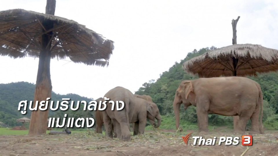 ผู้หญิงผู้สร้าง : ศูนย์บริบาลช้างแม่แตง