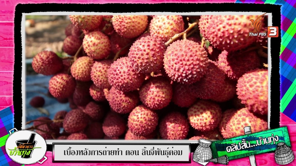 คลิปบ้านทุ่ง : เข้าสวนเก็บลิ้นจี่พันธุ์ค่อม